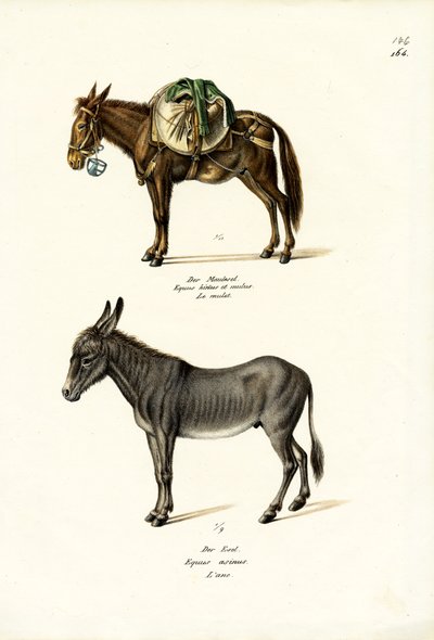 Donkey, 1824 by Karl Joseph Brodtmann